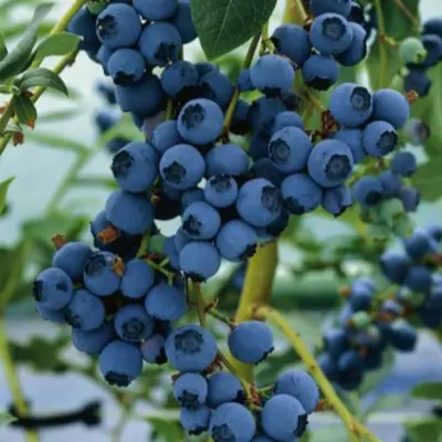 blyurey-blueray-10-298966