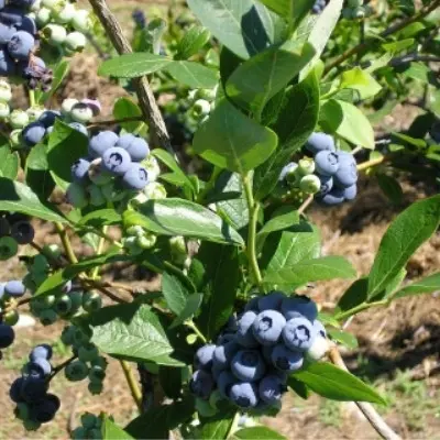 blyurey-blueray-8-298966