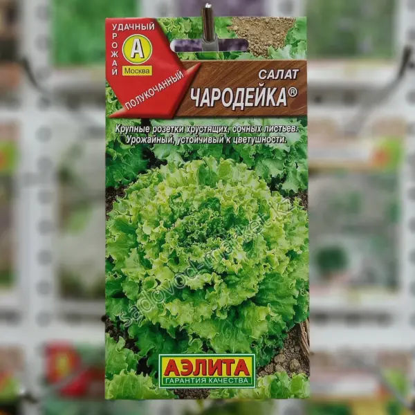 charodeyka-1-289999