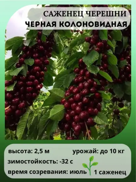 chernaya-kolonovidnaya-5-283551