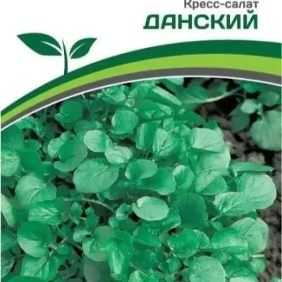 danskiy-5-289770