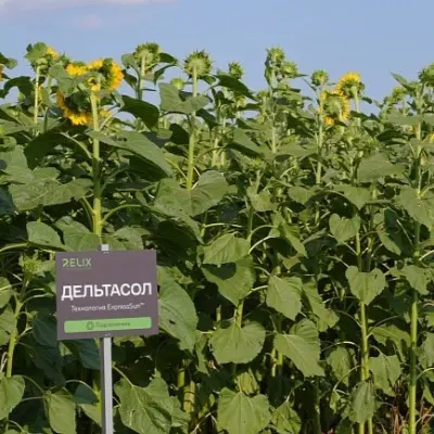 deltasol-5-288942