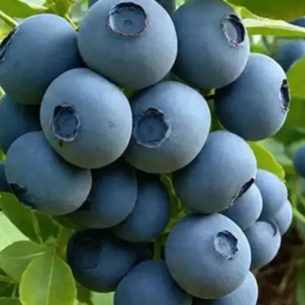 denis-blyu-denis-blue-1-299361