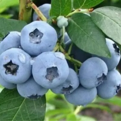 denis-blyu-denis-blue-8-299361