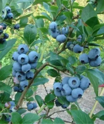 Денис Блю (Denis Blue)