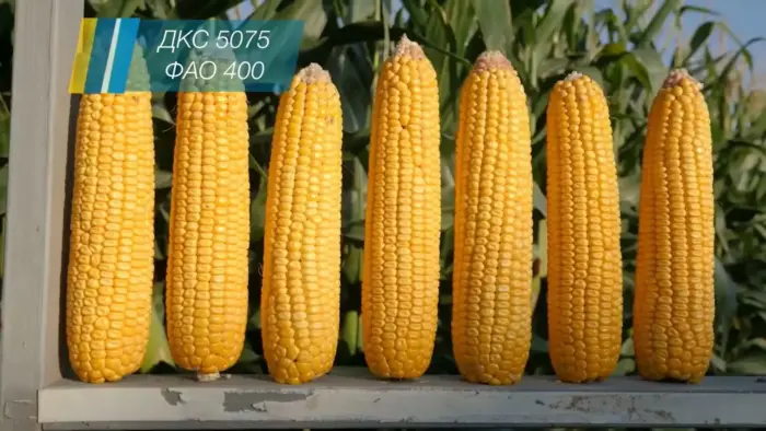 dks-3006-2-297033