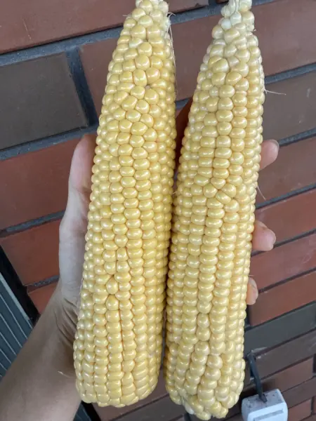 dks-3006-6-297033