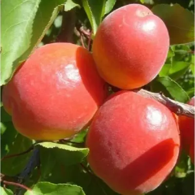 erli-blash-10-292583