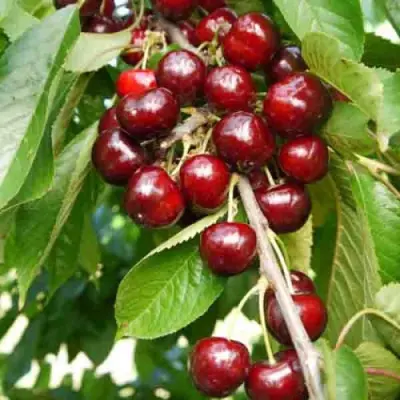 erli-lori-5-283575