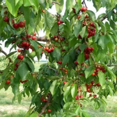 erli-lori-6-283575
