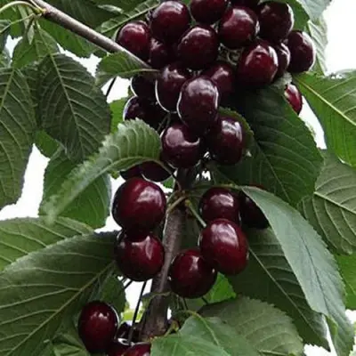 eyforiya-9-283569