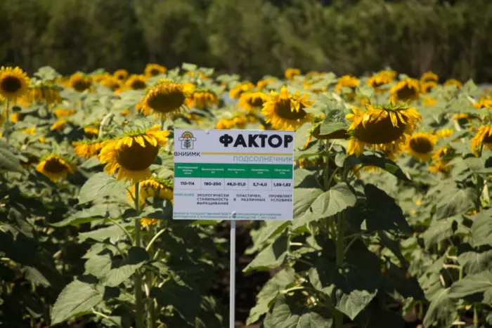 faktor-1-288867