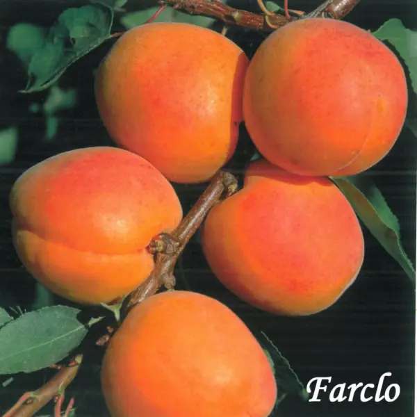 farklo-2-292370