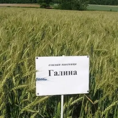 galina-6-284921