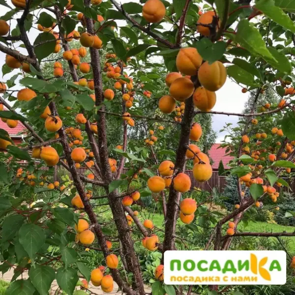 gornyy-abakan-2-291277