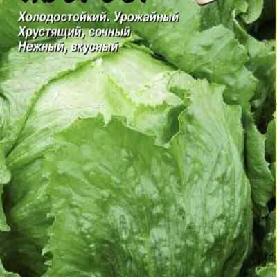 hvorost-main-290089