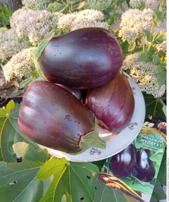 Мулат