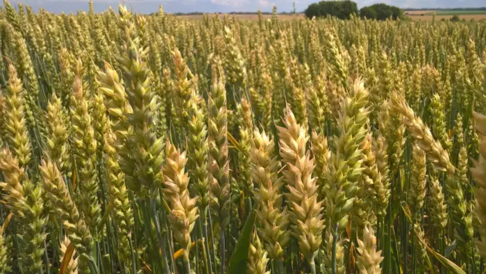 kalikso-5-284716