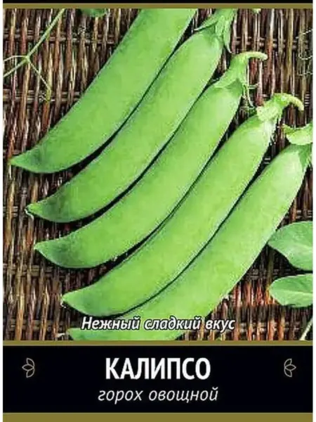 kalipso-2-295919