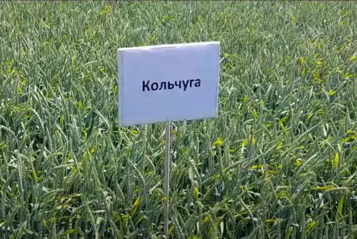 kolchuga-1-284518