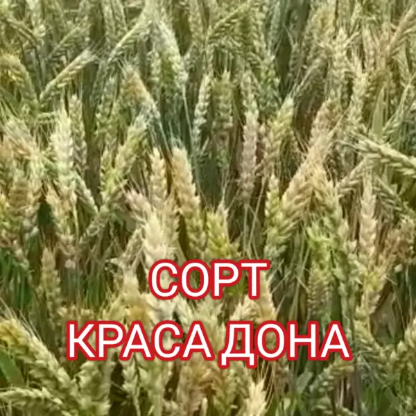 krasa-dona-5-285773