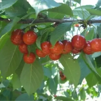 krasa-kubani-6-282384