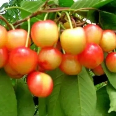 krasa-kubani-7-282384