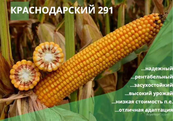 krasnodarskiy-194-mv-6-297105