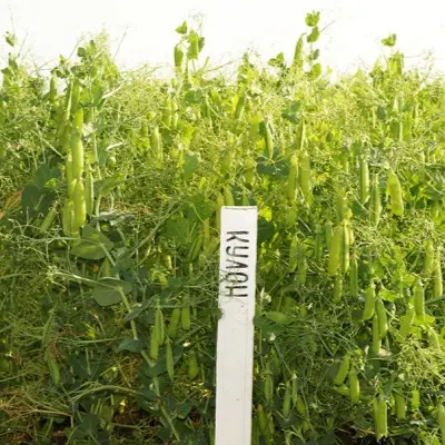 kulon-main-295891