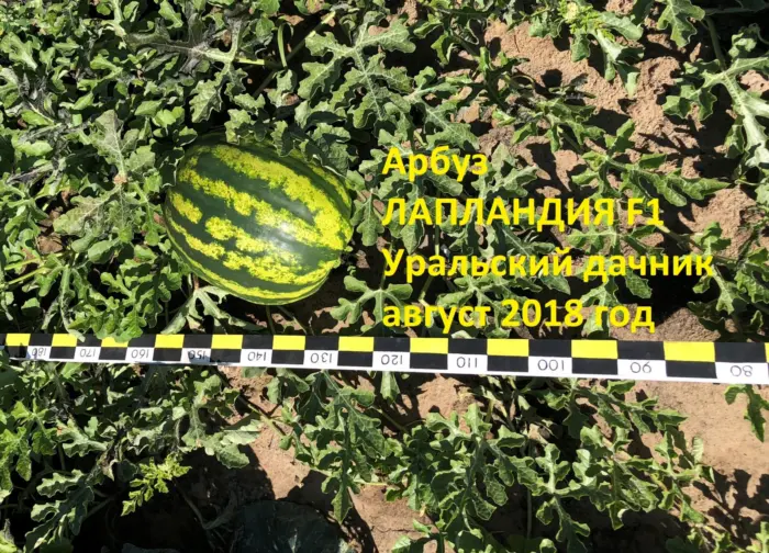 laplandiya-f1-1-278656