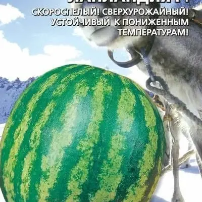 laplandiya-f1-3-278656
