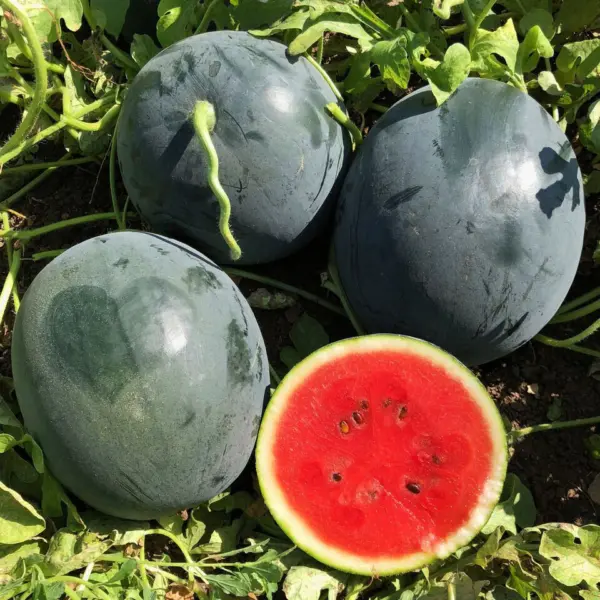 marbl-2-279475