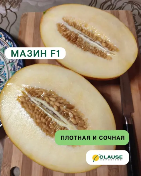 mazin-5-293754