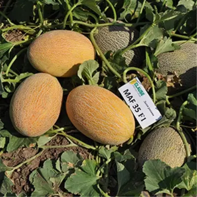 mazin-7-293754