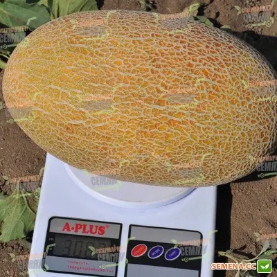 mazin-8-293754