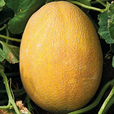 mazurka-main-294698