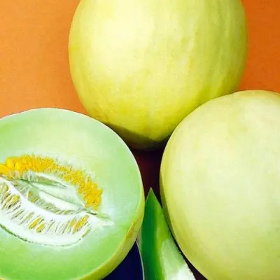 medovaya-rosa-9-293952