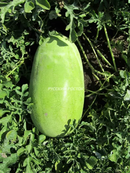 medovyy-gigant-1-279269