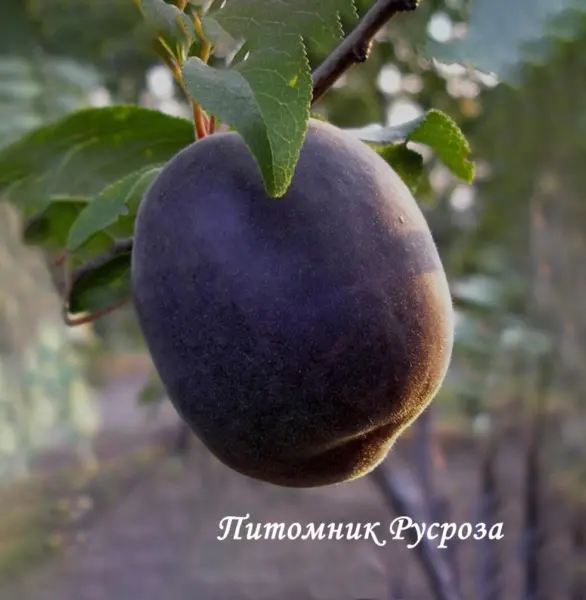 melitopolskiy-chernyy-3-291568