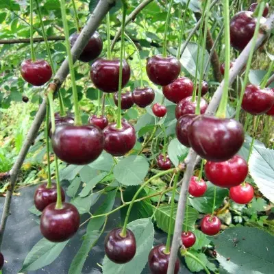 michurinka-6-282396