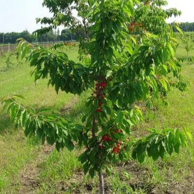 michurinka-8-282396