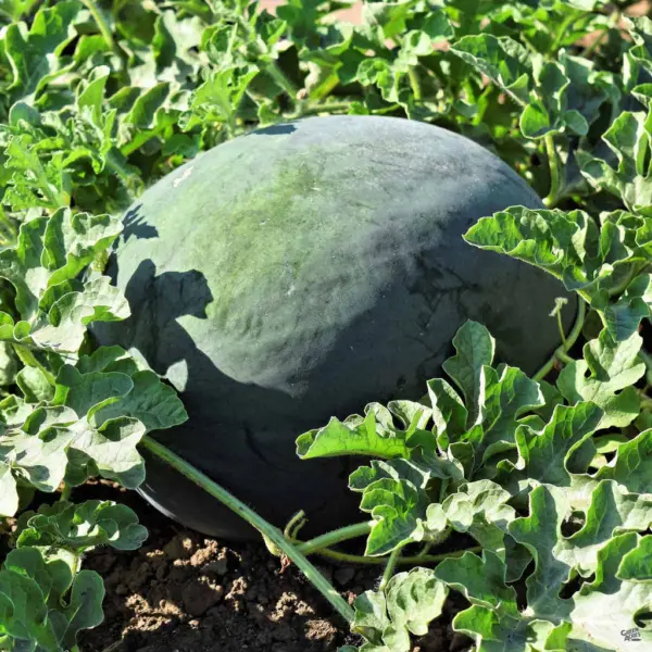 neobychaynyy-main-278660