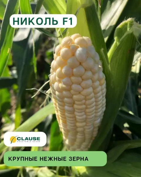 nikol-4-296995
