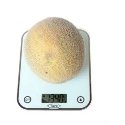 nimfa-5-294512