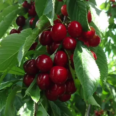 oktaviya-6-282486