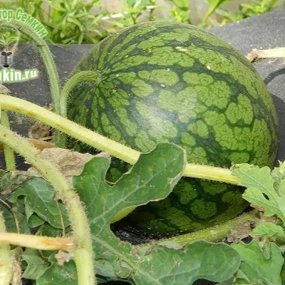 oranzhevyy-medok-7-280470