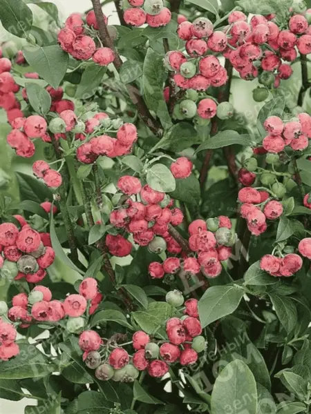 pink-blyuberri-3-299044