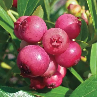 pink-blyuberri-4-299044