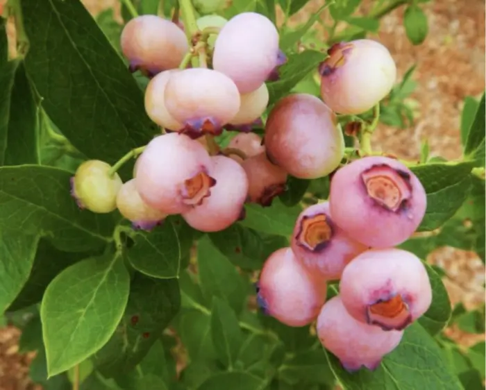 pink-popkorn-1-298870