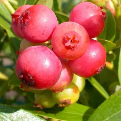 pink-popkorn-main-298870